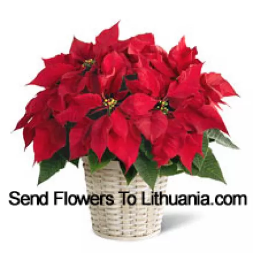 A perky, colorful, long-lasting poinsettia in a basket. (Please Note That We Reserve The Right To Substitute Any Product With A Suitable Product Of Equal Value In Case Of Non-Availability Of A Certain Product)