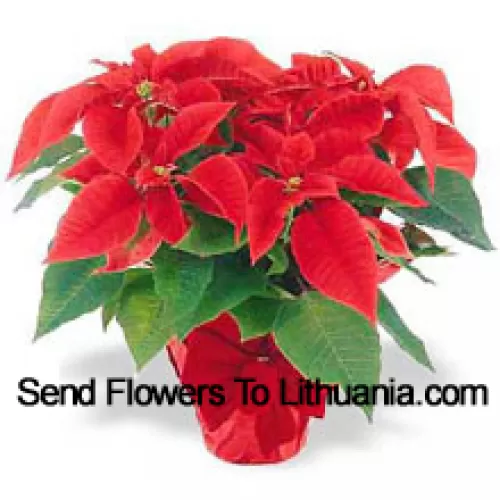 ¡Una tradición navideña en todo el mundo! Las poinsettias son una manera atenta de decir "Felices Fiestas" y añadir un toque duradero de color a cualquier decoración (Tenga en cuenta que nos reservamos el derecho de sustituir cualquier producto por un producto adecuado de igual valor en caso de no disponibilidad de cierto producto)