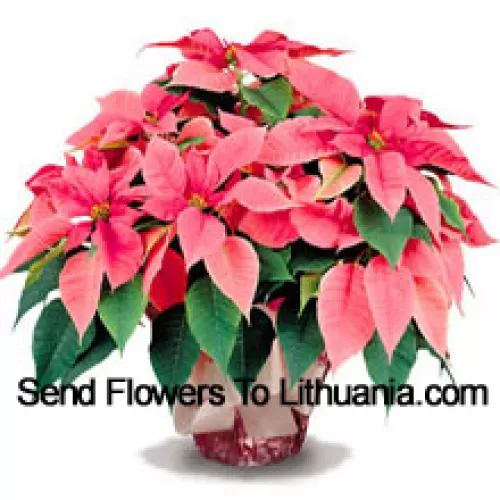 A long-lasting favorite for home or office, our top quality poinsettias are a great way to say 'Season's Greetings' with style (Please Note That We Reserve The Right To Substitute Any Product With A Suitable Product Of Equal Value In Case Of Non-Availability Of A Certain Product)