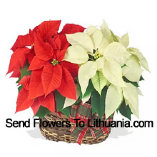 ¡Dos coloridas y duraderas poinsettias combinadas en una cesta para un elegante regalo navideño! Una es roja y la otra es blanca, rosa, o de otro color popular. (Tenga en cuenta que nos reservamos el derecho de sustituir cualquier producto por un producto adecuado de igual valor en caso de no disponibilidad de cierto producto)